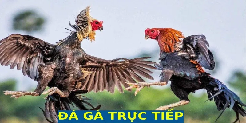 Đá gà trực tuyến sở hữu lối chơi vạn người mê