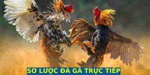 đá gà trực tiếp